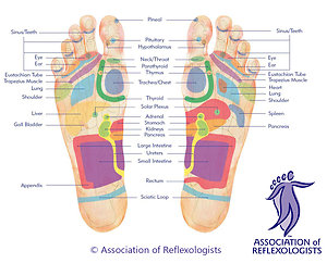 About Reflexology. AoR footmap